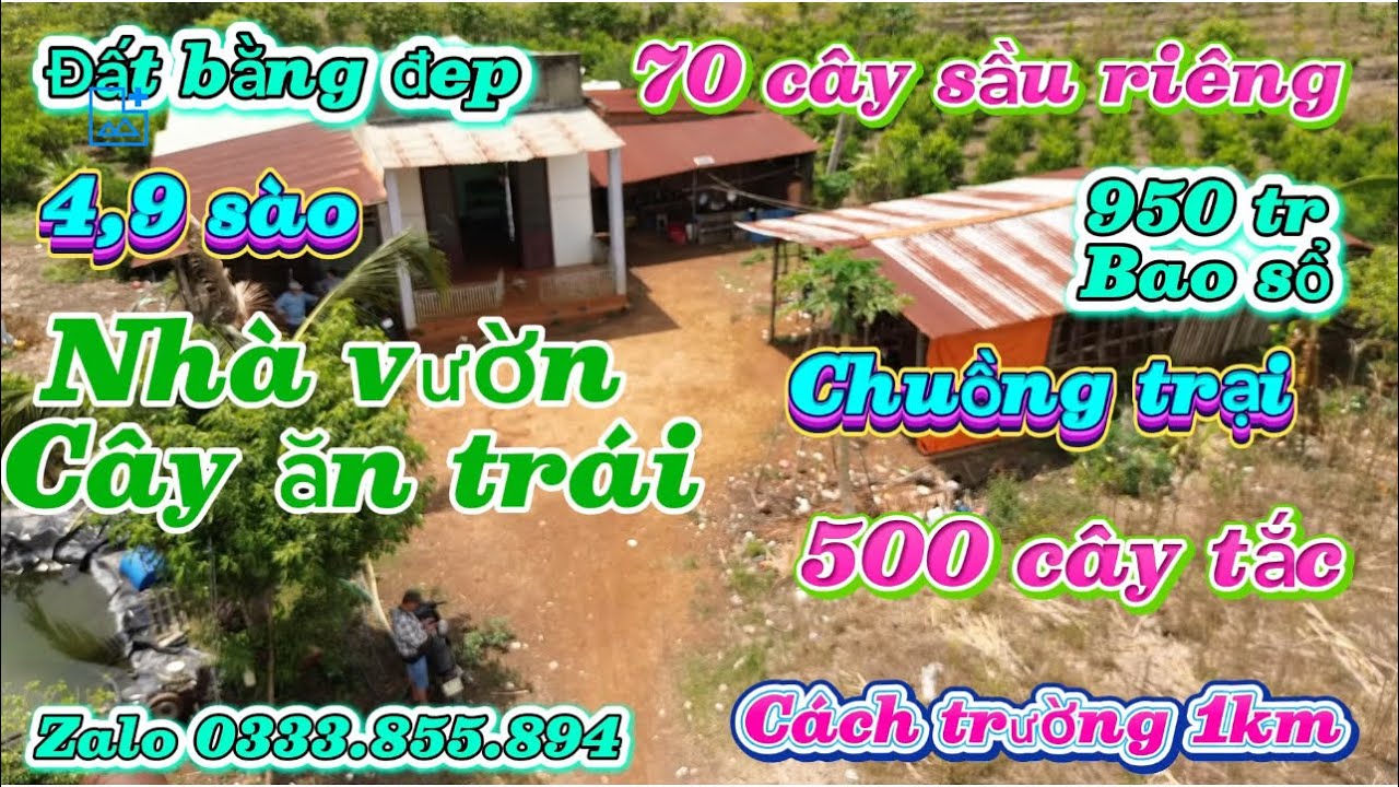Cần tiền chửa bệnh cần bán nhà vườn cây ăn trái 4,9 sào nhà cấp 4 chuồng trại giá chỉ 950 tr bao sổ 