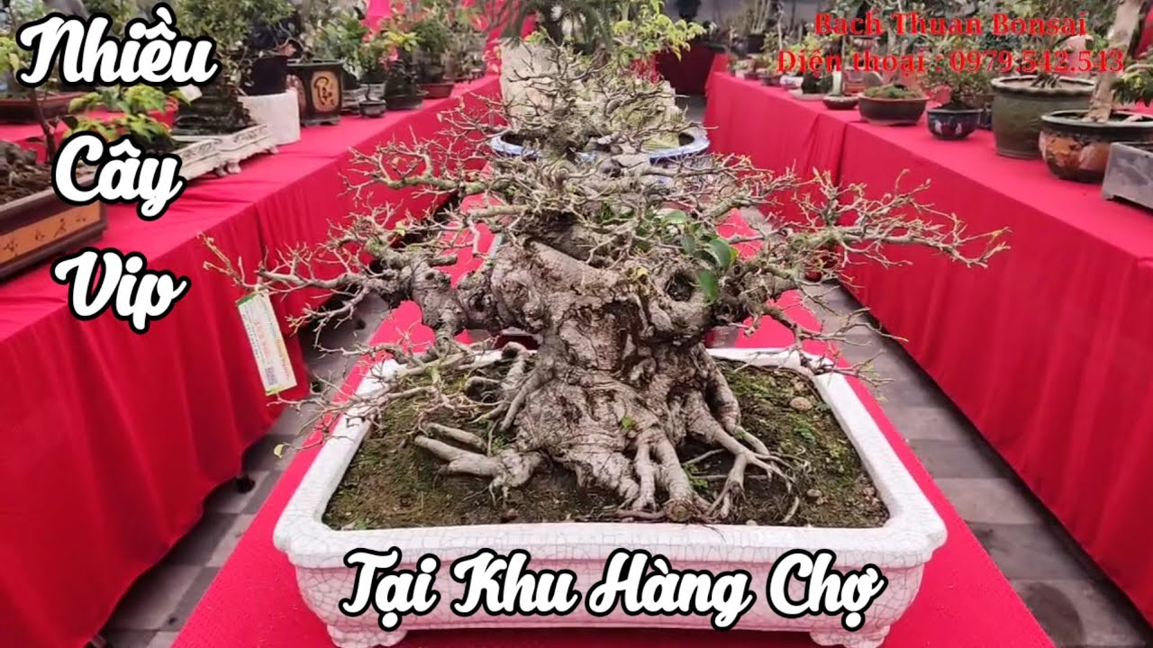 Dạo quanh chợ cây tại TL khai ấn đền Trần 2026