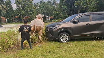 SAPI NGAMUK T4BRAK FORTUNER KONTES PO KEBUMEN 