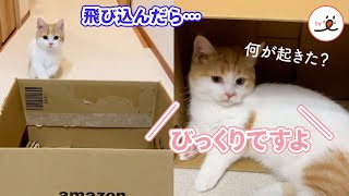ねこさん「びっくりしたにゃ」