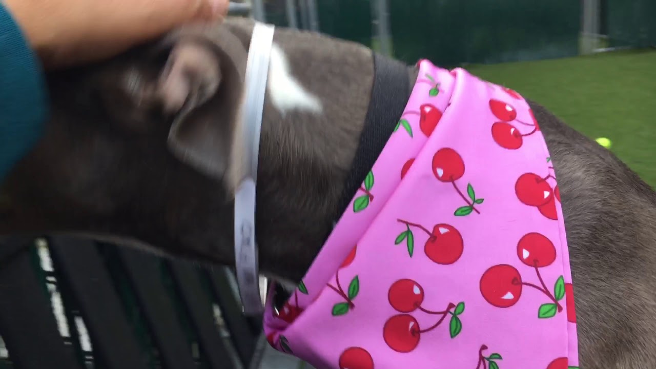 camera iphone 8 plus apk Lovely Velma76057 NYCACC