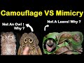 Camouflage Versus Mimicry: Key Differences and Adaptations in Nature