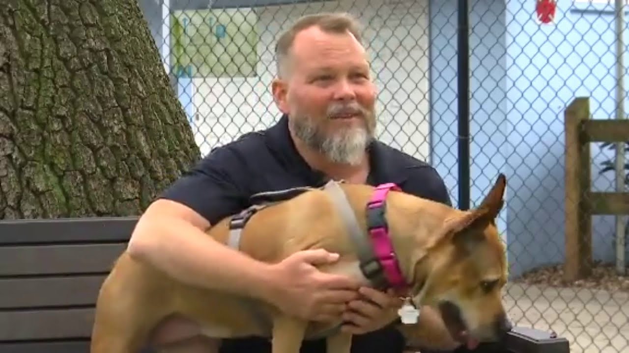 Woman finds her dog, missing for 3 years, on a beer can - YouTube