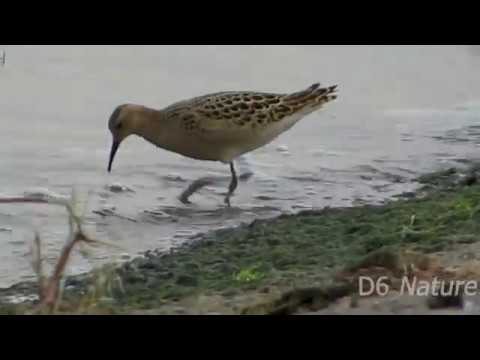 птицы америки Philomachus \ Calidris pugnax, Ruff (UK) Брижач (UA) Турухтан (RU)