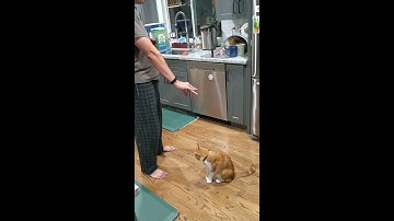 Operant Conditioning Demonstration with My Cat Nemo