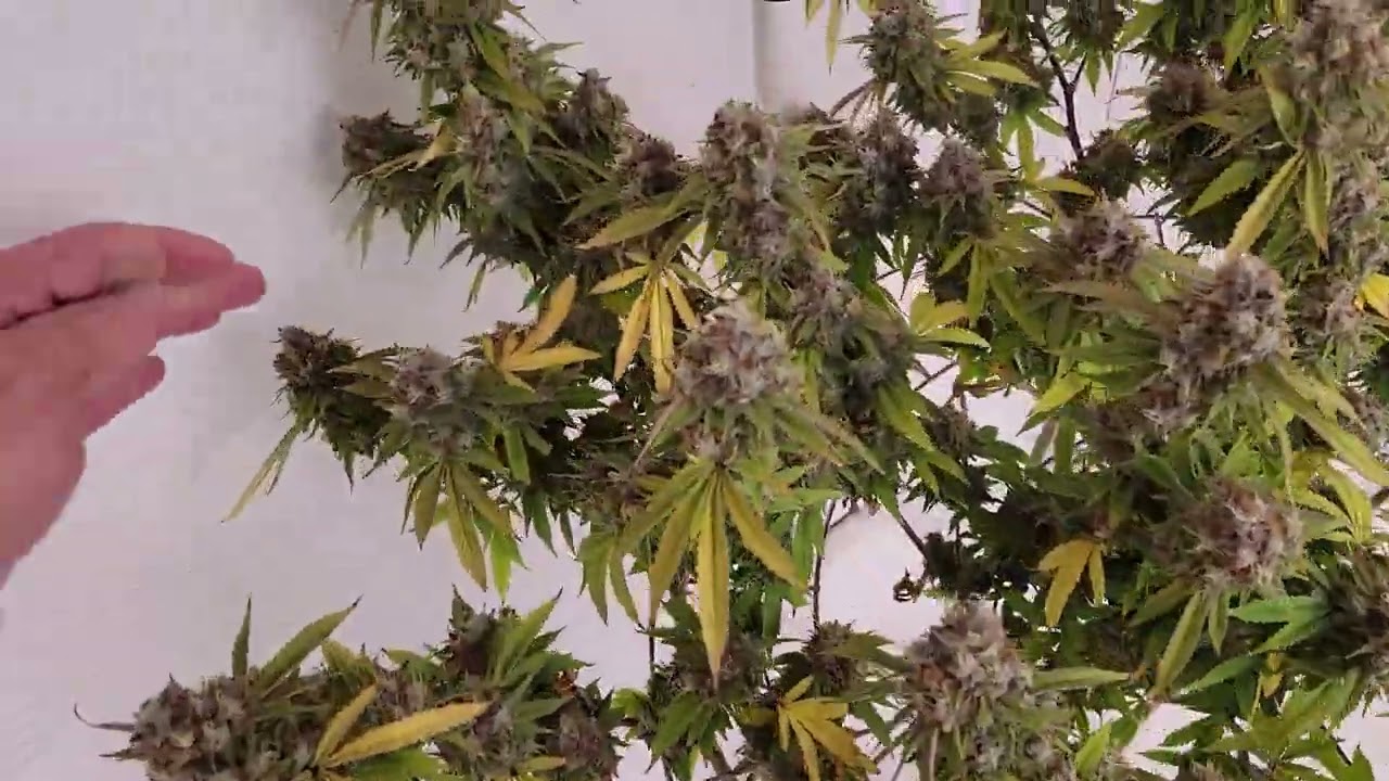 End of week 9 of flower, getting close!