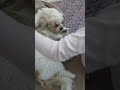 کیسی نمی ذاره هلنا بغلش کنه خیلی بامزه شد