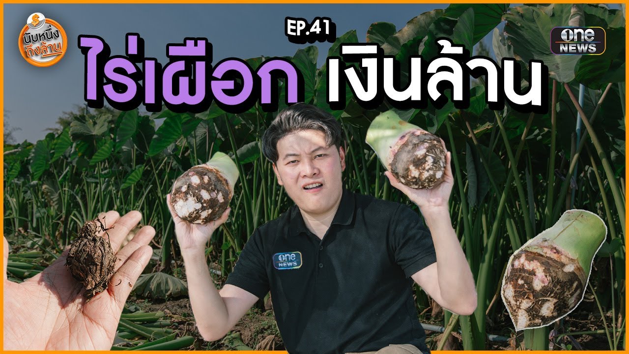 ไร่เผือกเงินล้าน | นับหนึ่งถึงล้าน EP.41 | สำนักข่าววันนิวส์