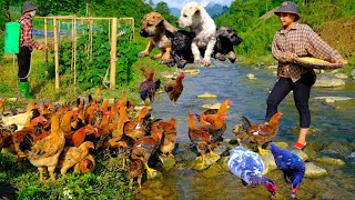 Building a new life episode 61 | Bathing 10 small dogs, fertilizing melons, feeding chickens