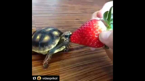 Черепаха и клубника