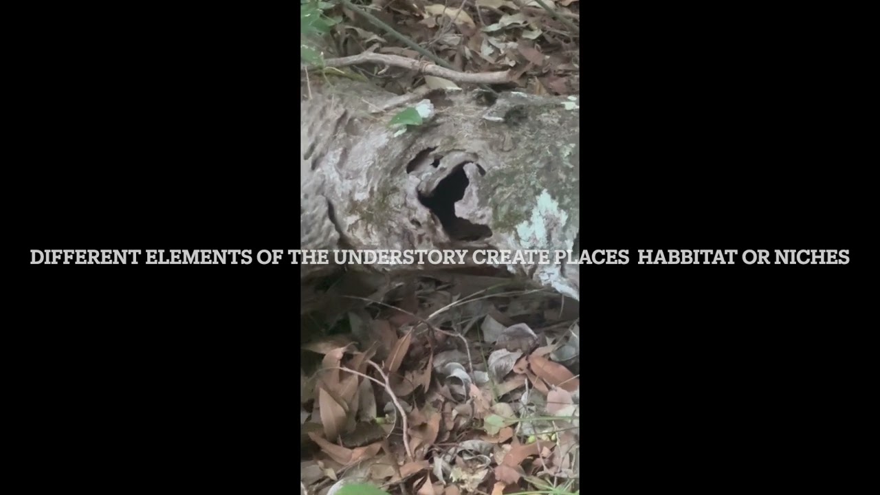 Kids In Nature  Structure