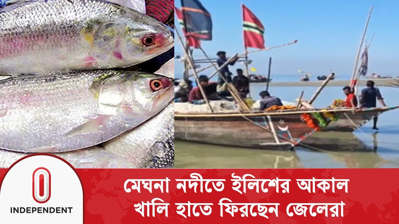 গত বছরের তুলনায় অর্ধেকেরও কম ইলিশ মিলছে মেঘনা নদীতে | Laxmipur Hilsa Crisis | Independent TV