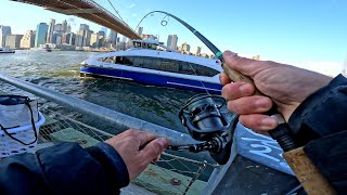 Tautog Fishing Blue Crab Bait | NYC