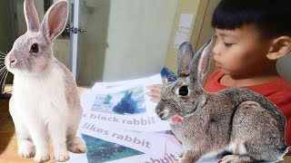 Con thỏ tiếng anh là gì và đọc như thế nào cho đúng