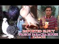 Imported Most Beautiful Pigeons at Aleem Paracha House Updates Videos In Urdu/Hindi (JAIC)