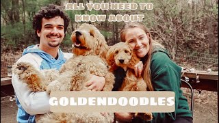 PROS + CONS OF GOLDENDOODLES | EVERYTHING YOU NEED TO KNOW | SHEDDING, TRAINING, + MORE