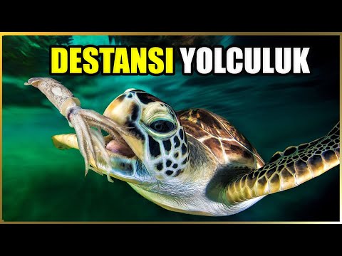 Video: Dəniz yosunları bağı qidaları - Torpaq düzəlişi kimi dəniz yosunu kompost etmək üçün məsləhətlər