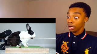 Flightreacts reacts to Rabbit falls over eating cranberry