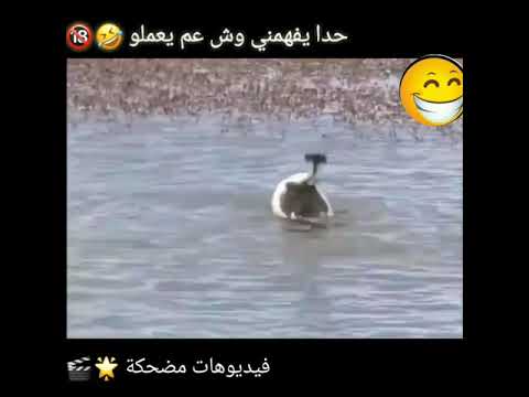 فيديو: مضحك BBW الزعرور ليف