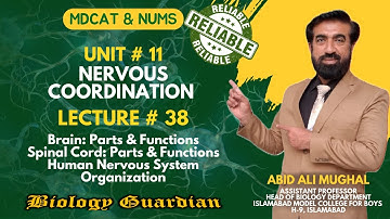 Lecture 38 MDCAT 2022 Biology Preparation Series (Nervous Coordination Part-2) PMC/NUMS/NEET