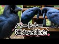 カラスがパートナーを連れてきた #カラス #crow #猫
