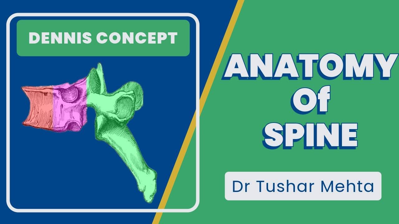 Анатомия позвоночника | Концепция стабильности позвоночника в трёх колонках | Ортопедия доктора Т...