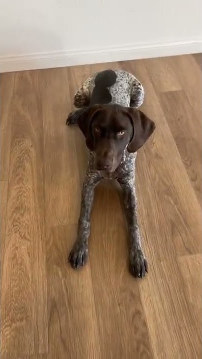When Puppy Smells Bacon In The Morning #shorts - YouTube