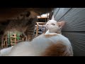 無人の猫小屋にカメラを置いて猫を観察したらこうなりました
