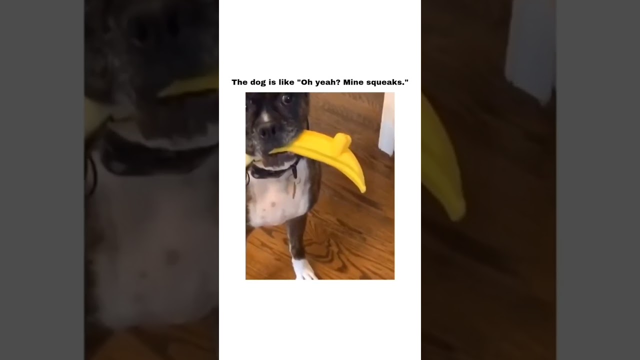 oh yeah! mine squeaks 