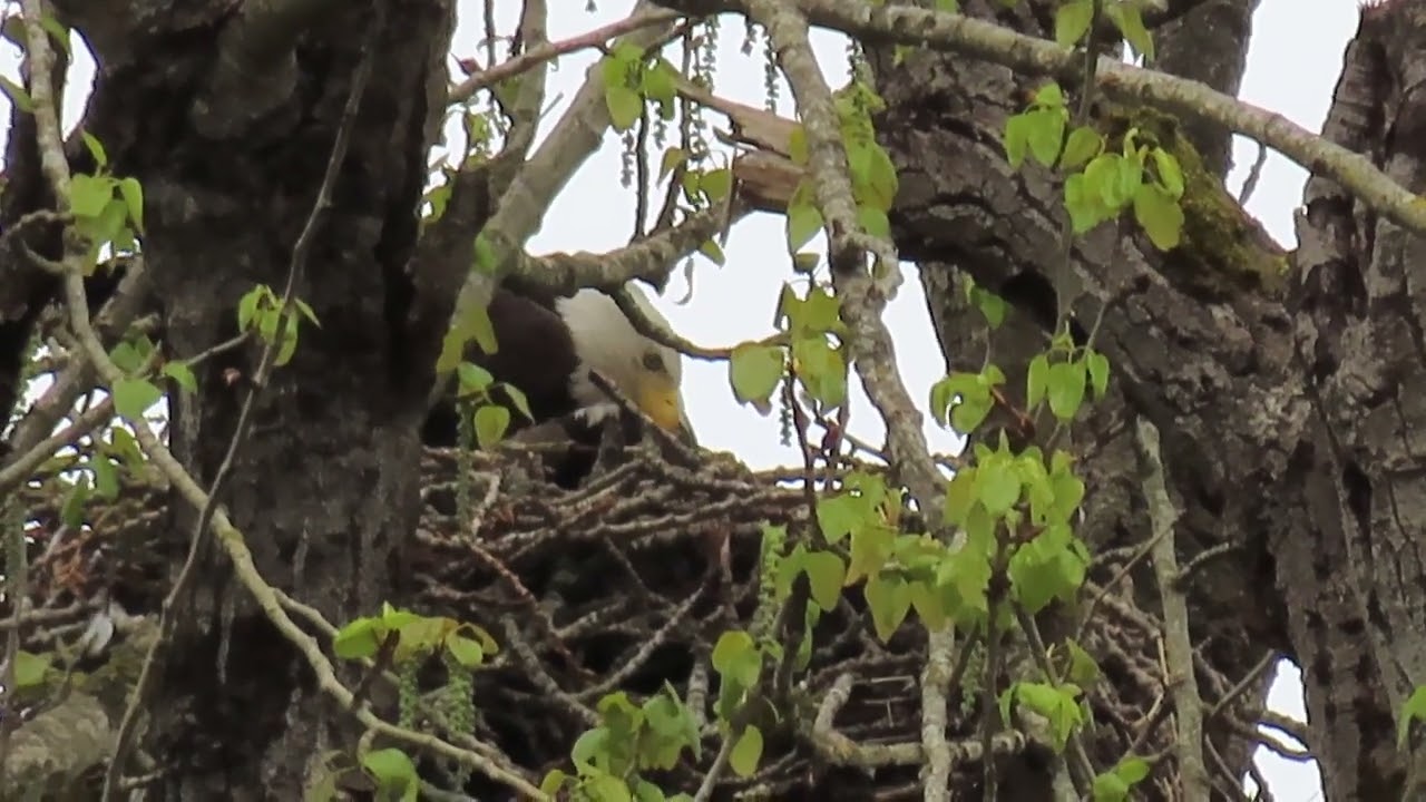 MVI 1324 - Riverbend eagles in the nest 04/06/25