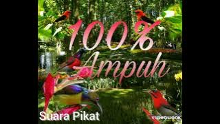 Suara Pikat Ampuh Burcil