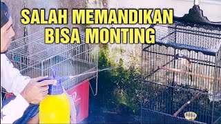 cara Memandikan CENDET Yang Benar || jika salah bisa fatal