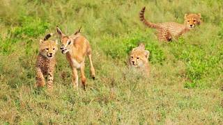 5 Tiny Cheetah Cubs Team Up to Catch Tiny Buck Without Mother