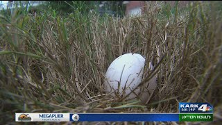 Egging Cars