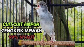 KENARI GACOR  Cuit CUIT BIRAHI SUARA Kenari MASTERAN TERBAIK UNTUK PANCINGAN & MASTERAN Kenari PAUD