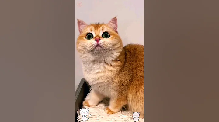 Video 3112611: cats catlover kittycat kitten, cats catlover kitten kitties, kitten catlover cute kittycat, kitten catlover animals kitty, funny kittens baby