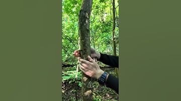 How Trees Can Heal You (ASMR) 🌿