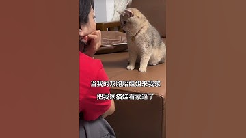 Funny cat starred and confused twin sister when visited #new #shortsfeed #animals #cat