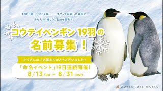 Details Archive Stream 🐧 E033 (The Penguin) Name Announcement Update