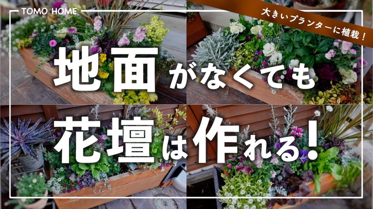 大きいプランターで簡単花壇！冬でも花咲く植栽の作り方【ストック/ビオラ/アネモネ】