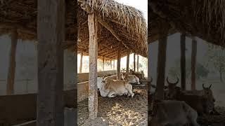 desi Jugaad Low costing dairy farm #ytshorts #shorts #desijugaad #lowcostfarming
