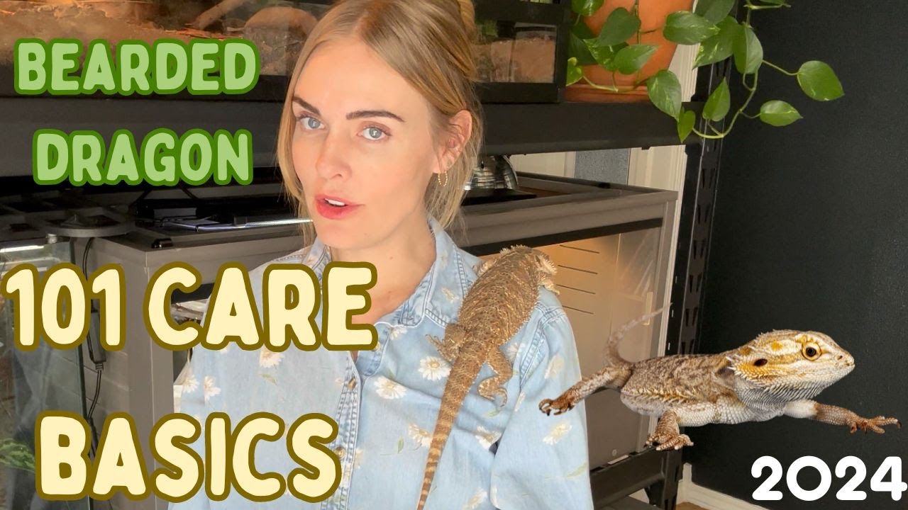 Bearded Dragon Care 101