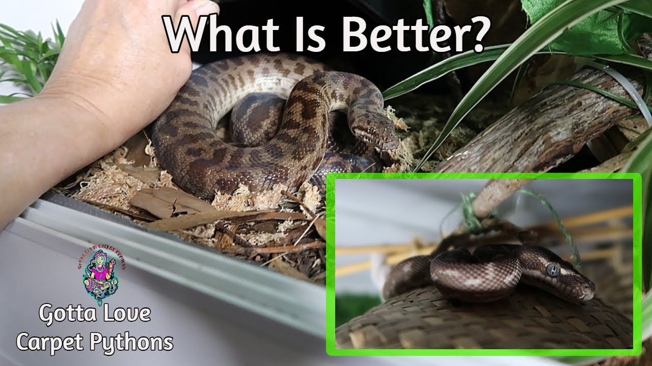 Be Open To Better Ways Of Caring For Your Snakes YouTube