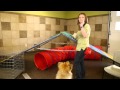 How to Bring a Cat Into a Home With Dogs : Dog Training How to Bring a Cat Into a Home With Dogs : Dog Training