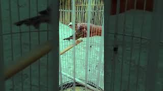 Download Lagu Wow,Gacornya burung gereja no debat MP3