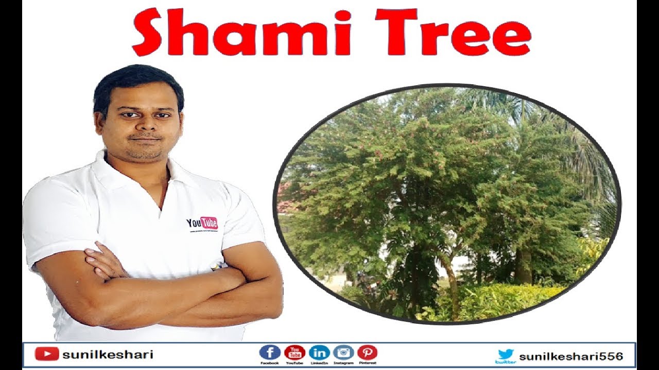 Shami Tree Prosopis Cineraria Youtube