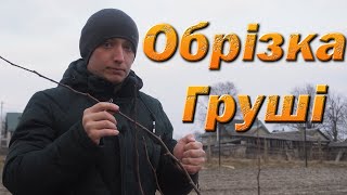 Pear pruning. Pruning pears on dwarf root stocks. English subtitles.