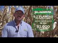 Impresionante rendimiento a cosecha de Salamandra PV/2020, en Cuquío, Jalisco.