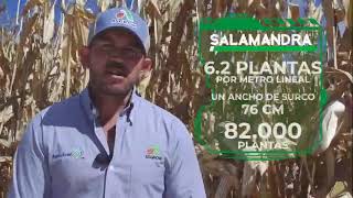 Impresionante rendimiento a cosecha de Salamandra PV/2020, en Cuquío, Jalisco.