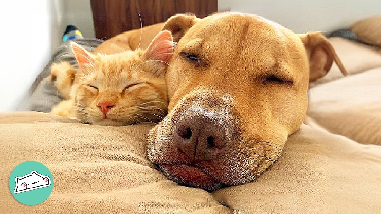 Two Bossy Cats Rule the House Until Puppy Changed Everything | Cuddle Buddies